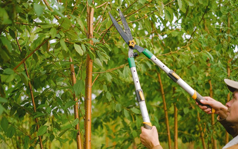 Tree trimming in Voorhees, NJ