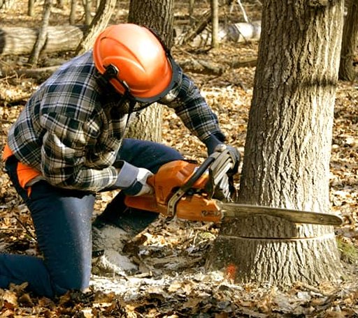 Tree Removal in Voorhees, NJ